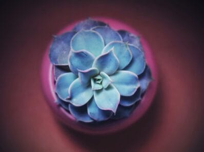 succulent